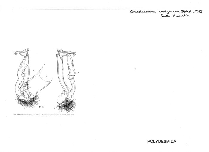 Oncocladosoma conigerum