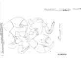 Onychoglomeris herzogowinensis, author: Henry W. Bremann, Henri Ribaut, Maria Prin, Jean-Paul Mauri et al. (1890-1999): Bremann iconographic file & successors