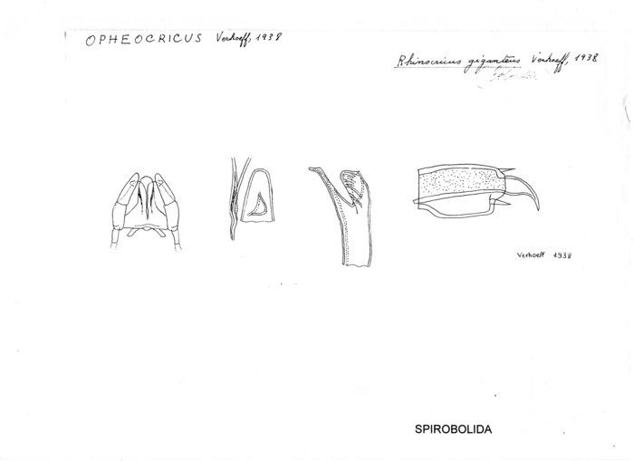 Opheocricus giganteus