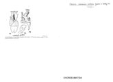 Opiona communis prolixa, author: Henry W. Bremann, Henri Ribaut, Maria Prin, Jean-Paul Mauri et al. (1890-1999): Bremann iconographic file & successors