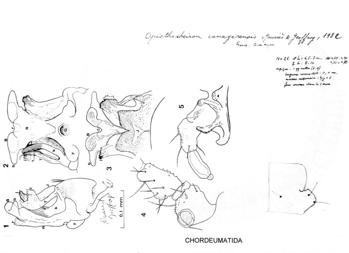 Opisthocheiron canayerensis