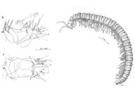 Opisthocheiron canayerensis