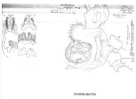 Opisthocheiron cornutum