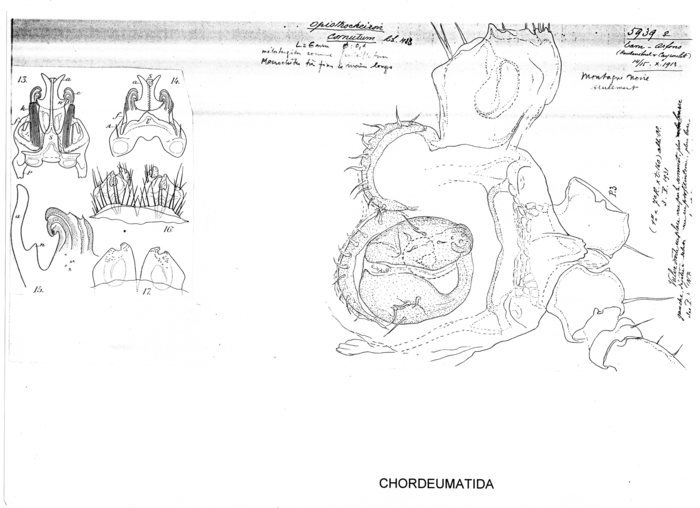 Opisthocheiron cornutum