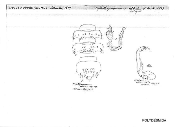 Opisthoporodesmus obtectus