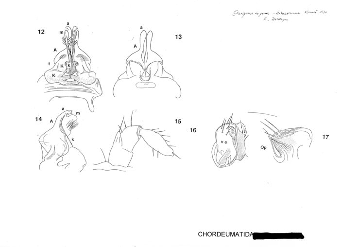 Origmatogona kimeorum