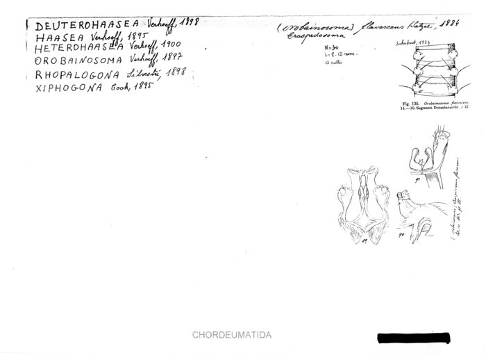 Orobainosoma flavescens