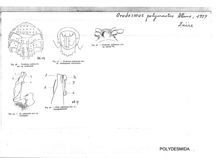 Orodesmus polymastus