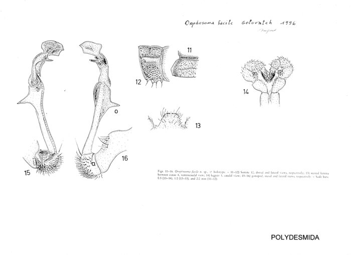 Orophosoma facile