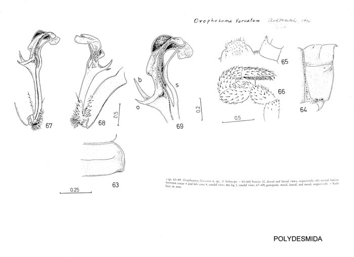 Orophosoma furcatum