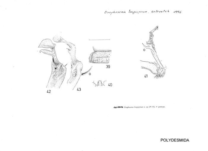 Orophosoma longispinum