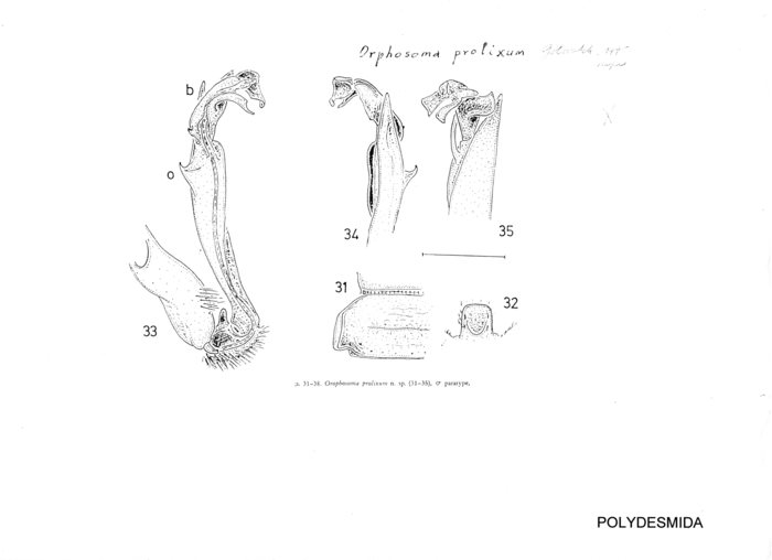 Orophosoma prolixum