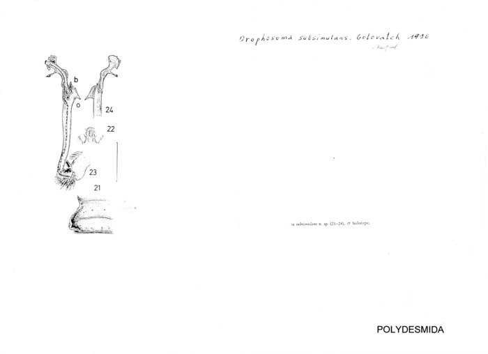 Orophosoma subsimulans