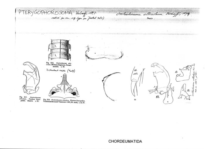 Orotrechosoma alticolum