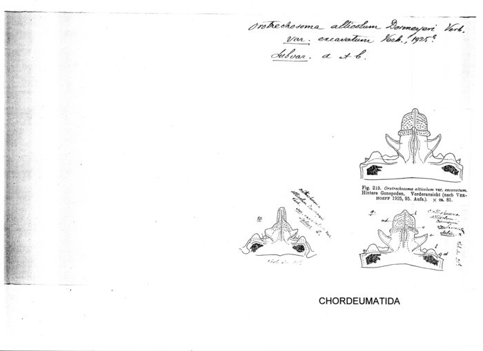 Orotrechosoma alticolum var. Excavatum