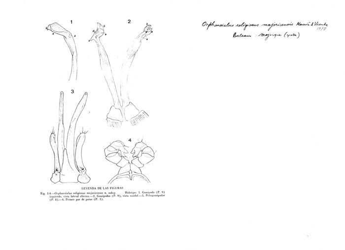 Orphanoiulus religiosus majoricensis