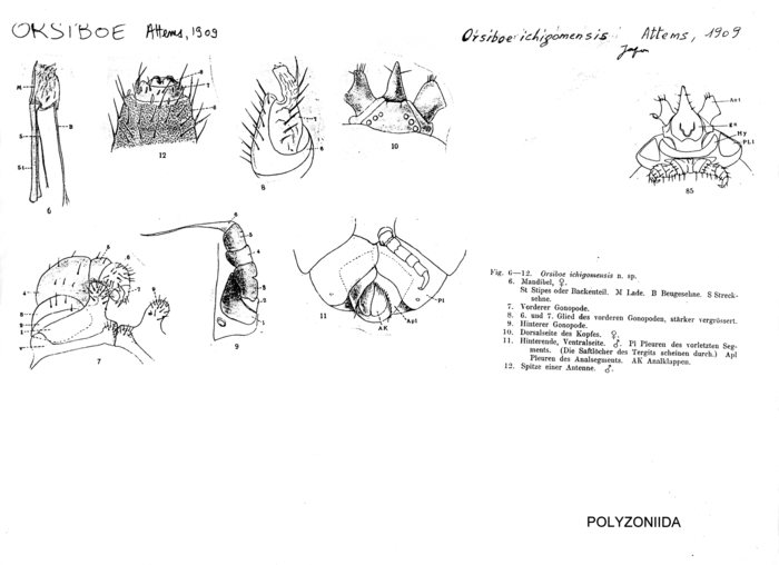 Orsiboe ichigomensis