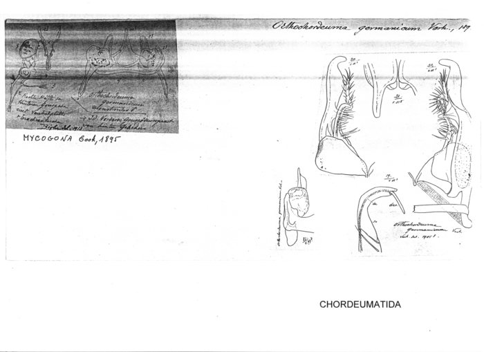 Orthochordeuma germanicum