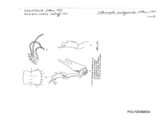 Orthomorpha scutigeroides, author: Henry W. Bremann, Henri Ribaut, Maria Prin, Jean-Paul Mauri et al. (1890-1999): Bremann iconographic file & successors