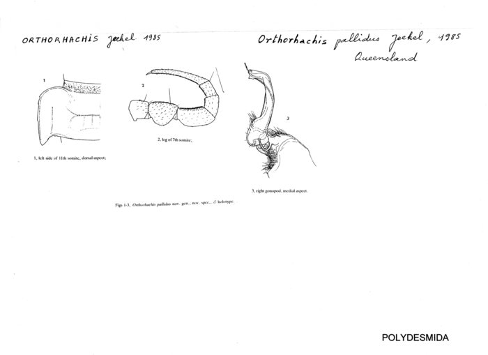 Orthorhachis pallida