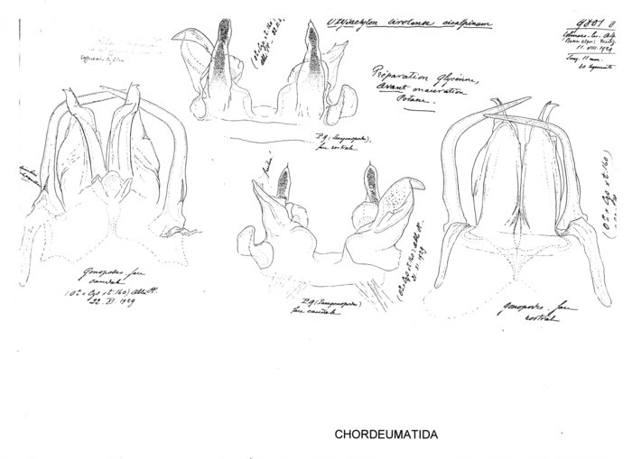 Oxydactylon tirolense cisalpinum