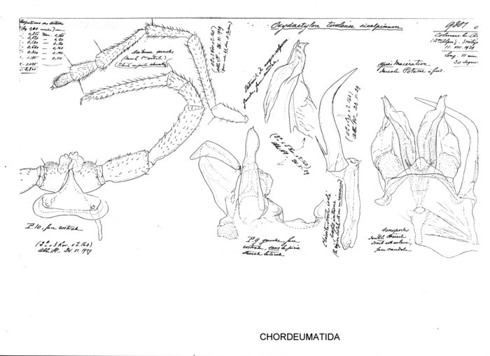 Oxydactylon tirolense cisalpinum