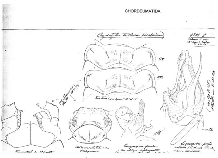 Oxydactylon tirolense cisalpinum