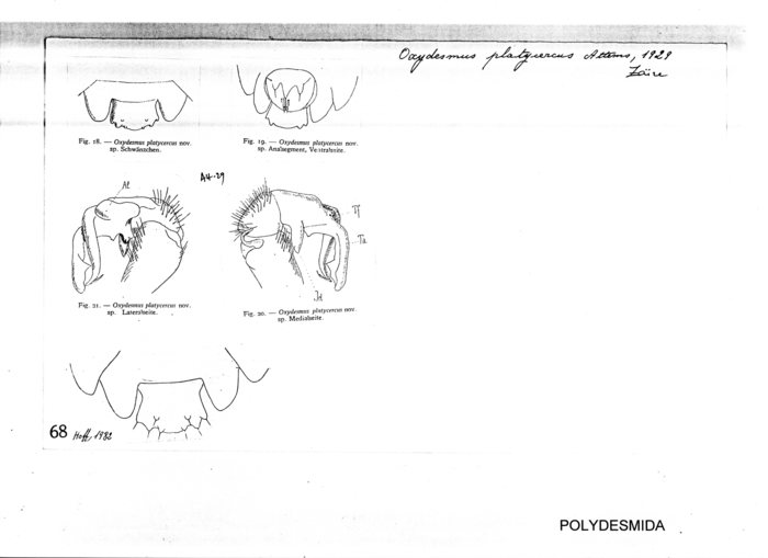 Oxydesmus platycercus