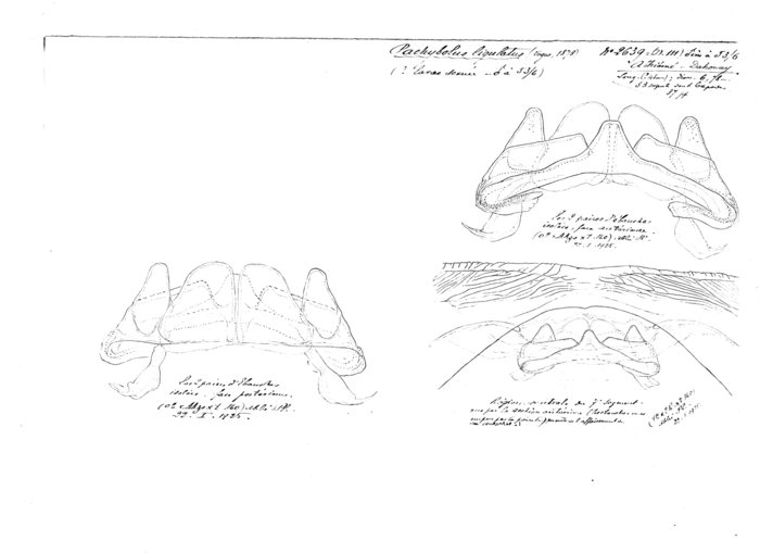 Pachybolus ligulatus