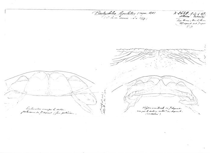 Pachybolus ligulatus