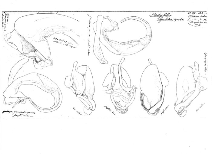 Pachybolus ligulatus