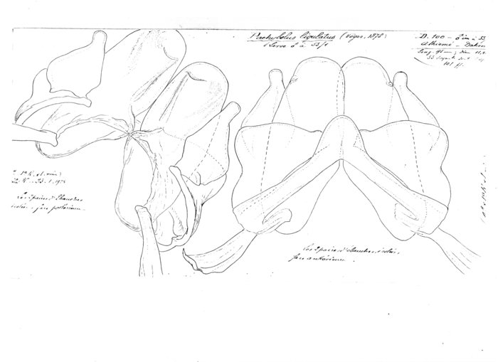 Pachybolus ligulatus