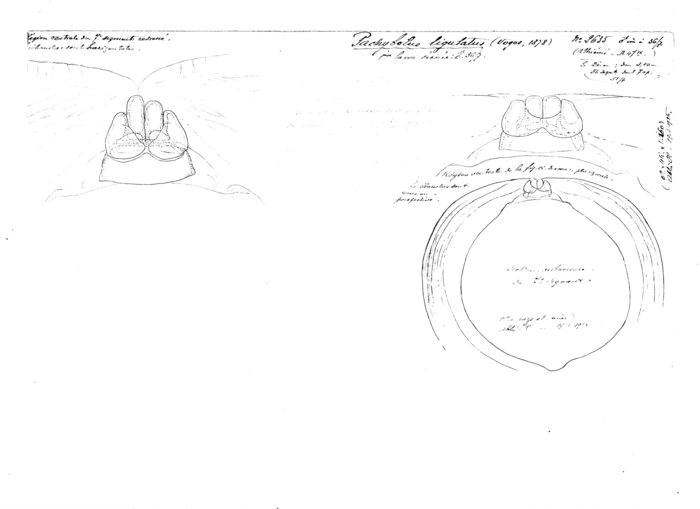 Pachybolus ligulatus