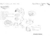 Pantitherium lugubre, author: Henry W. Bremann, Henri Ribaut, Maria Prin, Jean-Paul Mauri et al. (1890-1999): Bremann iconographic file & successors