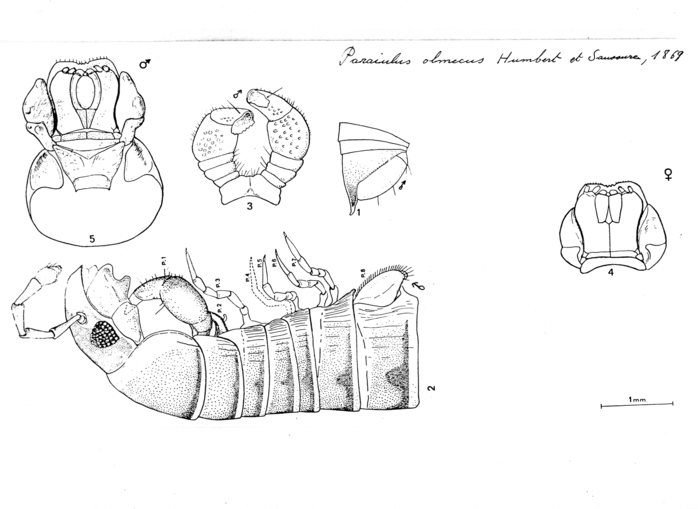 Parajulus olmecus