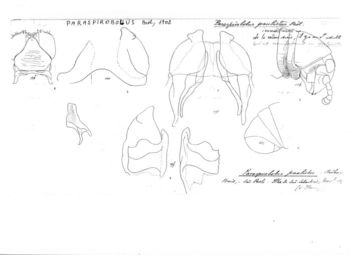 Paraspirobolus paulistus