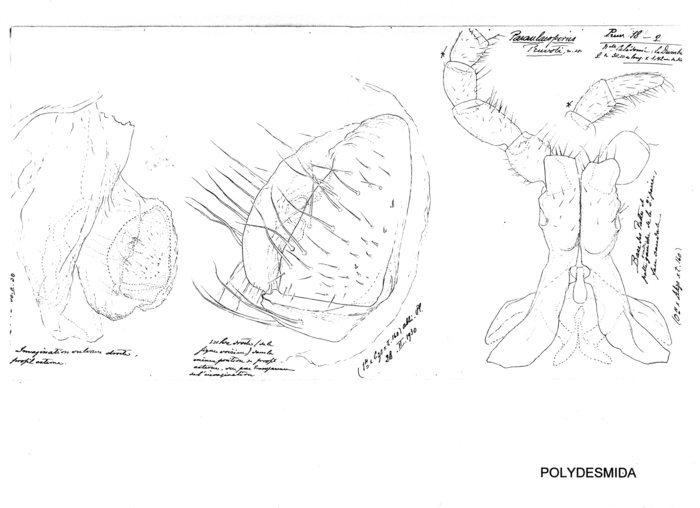 Paraulacoporus pruvoti