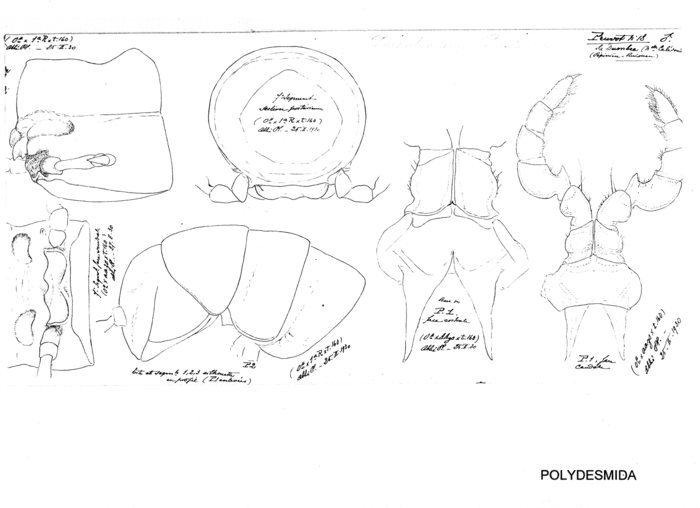 Paraulacoporus pruvoti