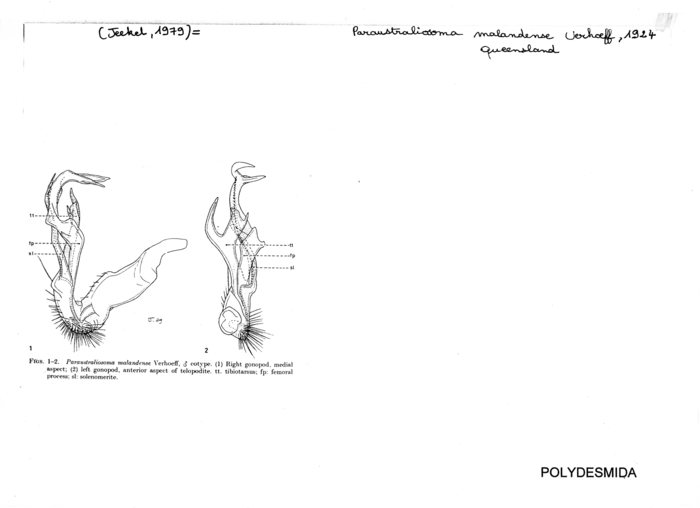 Paraustraliosoma malandense