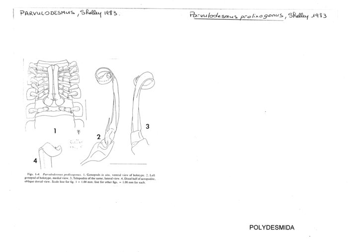 Parvulodesmus prolixogonus