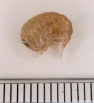 Amphipoda