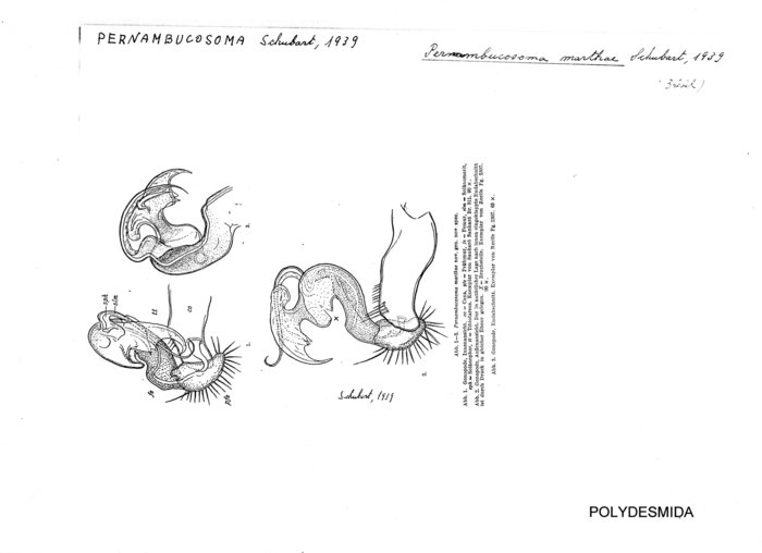 Pernambucosoma marthae