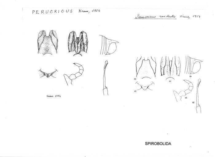 Perucricus rostratus