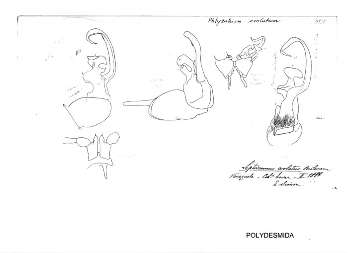 Phlyzakium evolutum