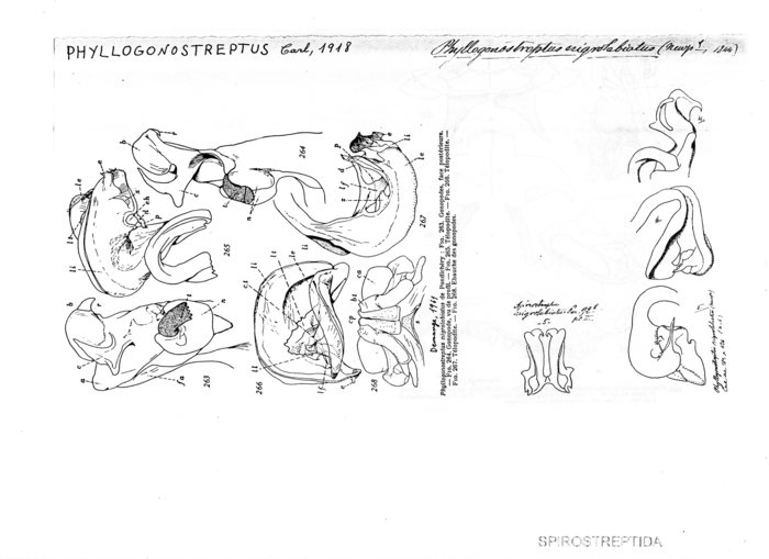 Phyllogonostreptus nigrolabiatus