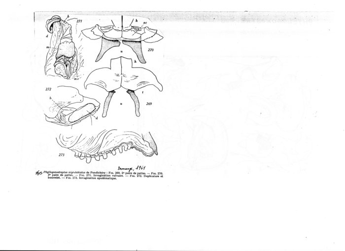 Phyllogonostreptus nigrolabiatus