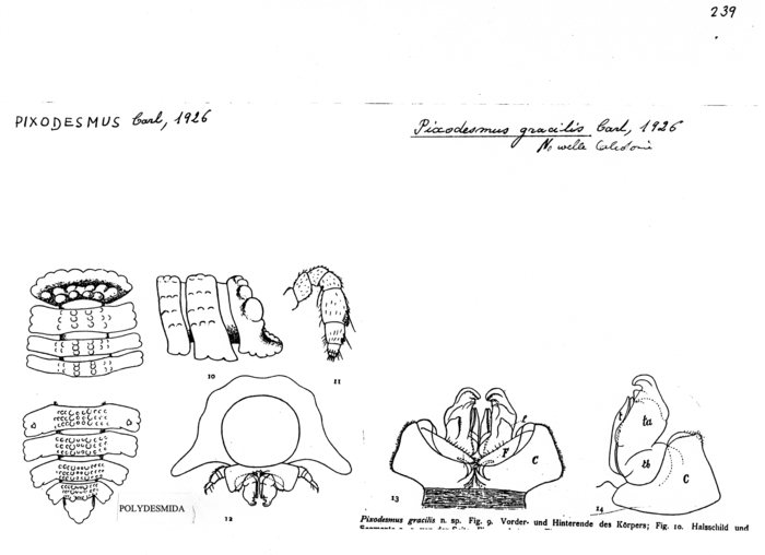 Pixodesmus gracilis