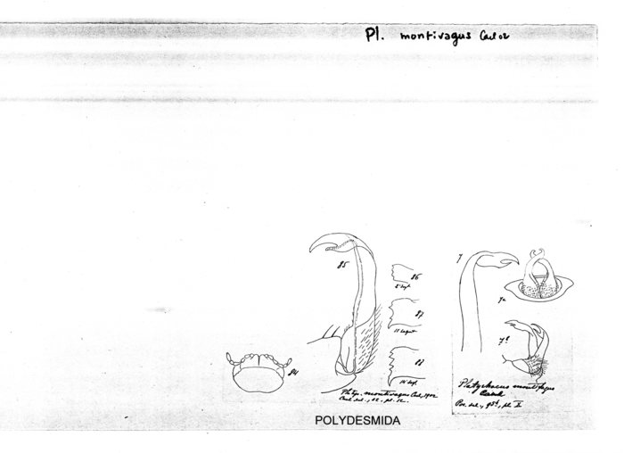 Platyrhacus montivagus