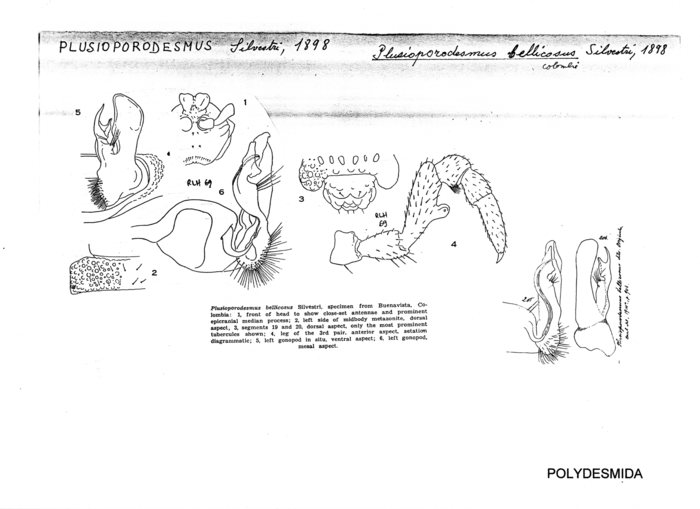 Plusioporodesmus bellicosus