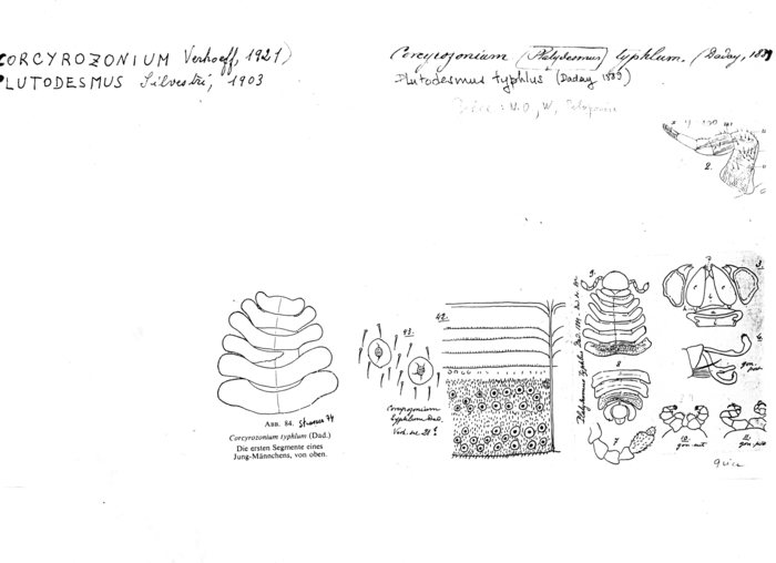 Plutodesmus typhlus